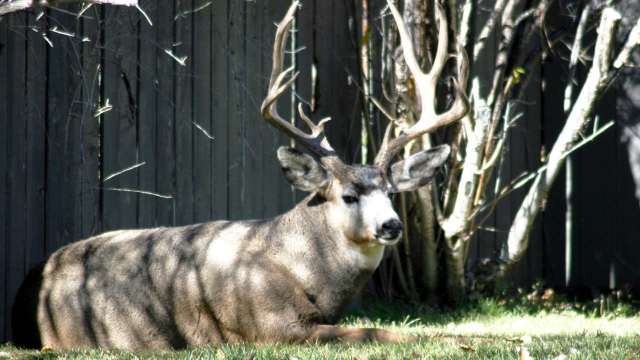 Photo of Others in Buena Vista