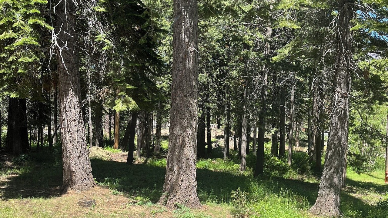 Photo of Others in North Upper Truckee