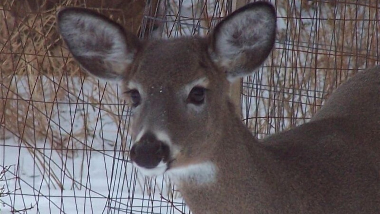 Photo of Others in Bar Harbor