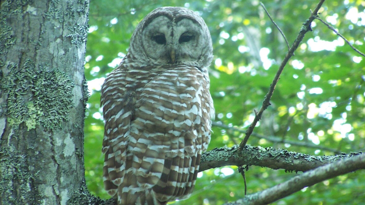 Photo of Others in Bar Harbor