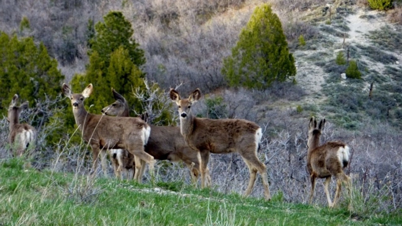 Photo of Others in Duck Creek Village