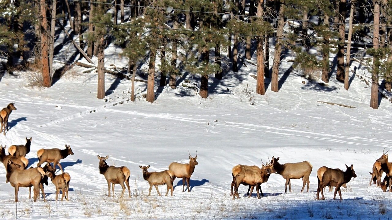 Photo of Others in Eagle Nest