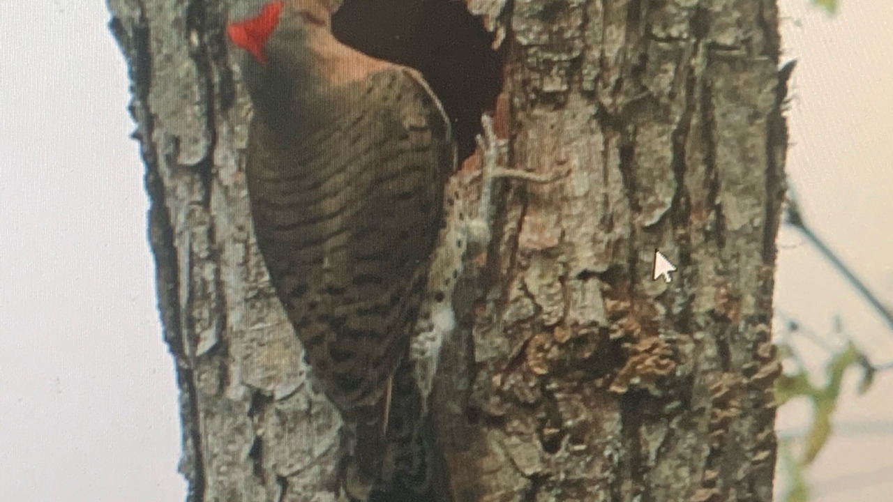 Photo of Others in Knoxville