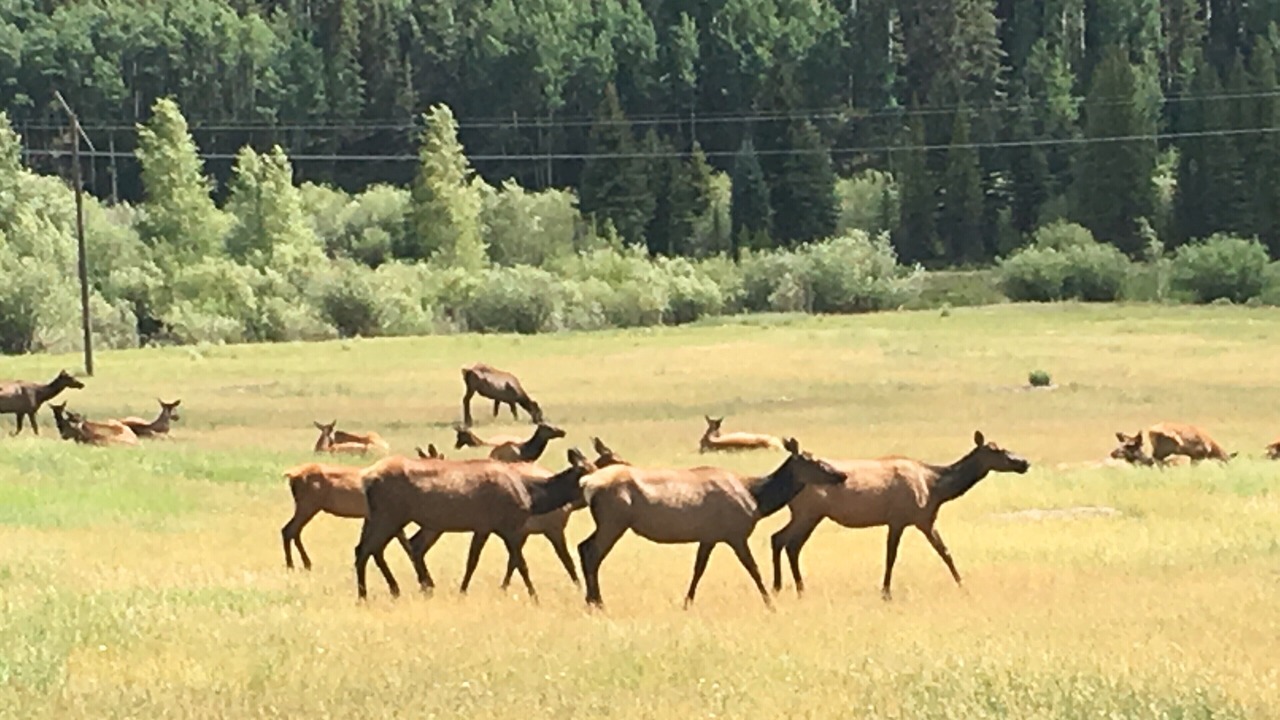 Photo of Others in Ridgway