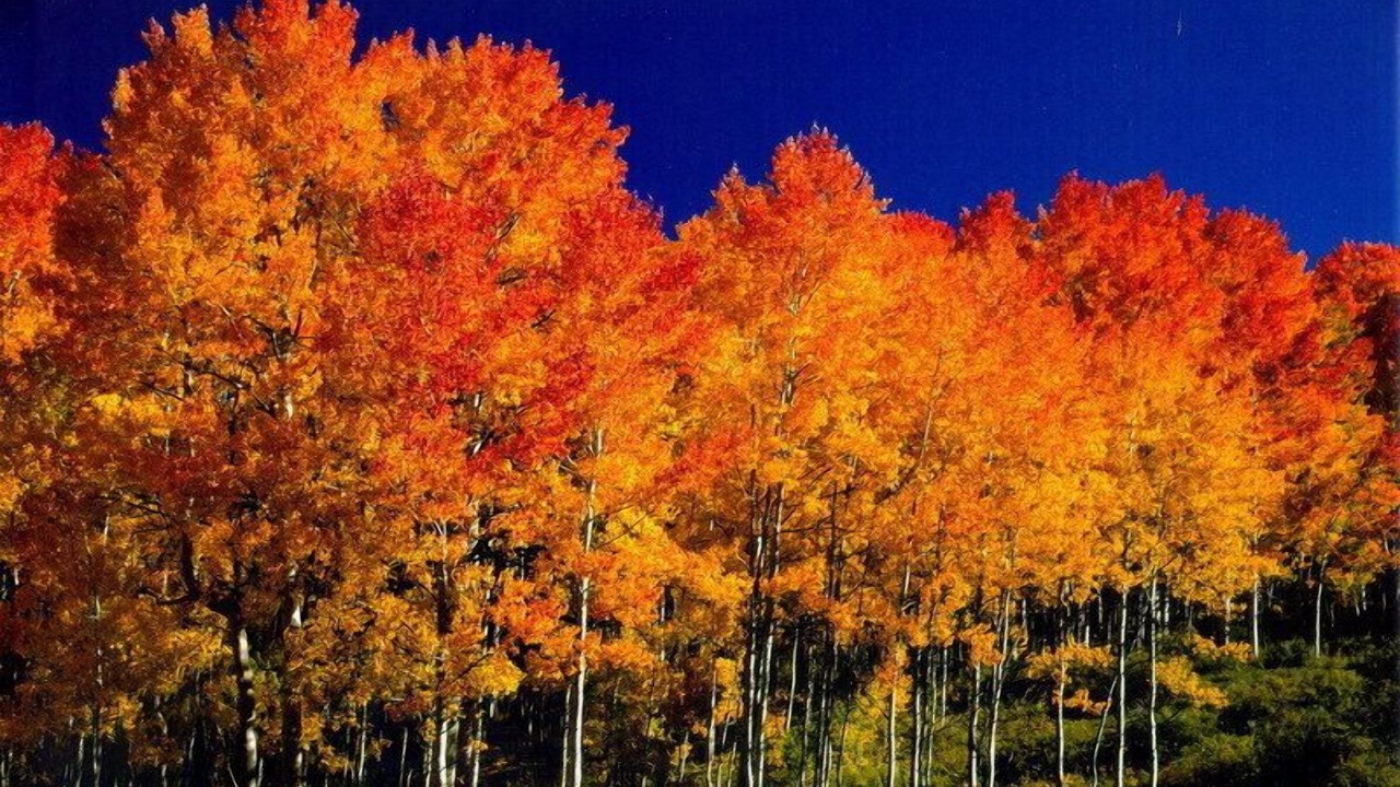 Photo of Others in Evergreen