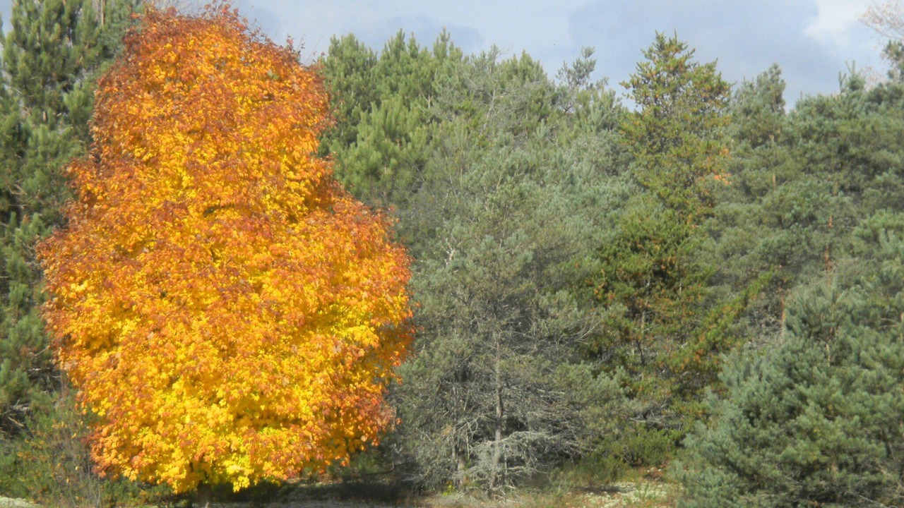 Photo of Others in Thompsonville