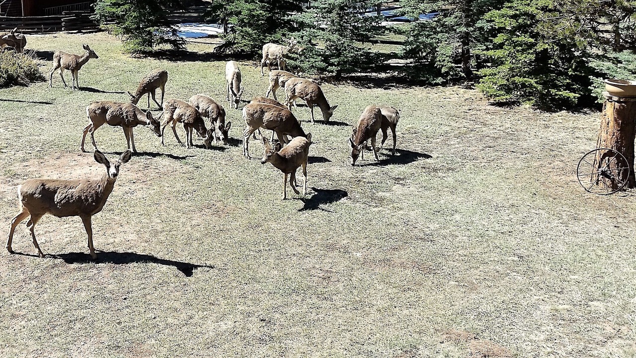 Photo of Others in Woodland Park