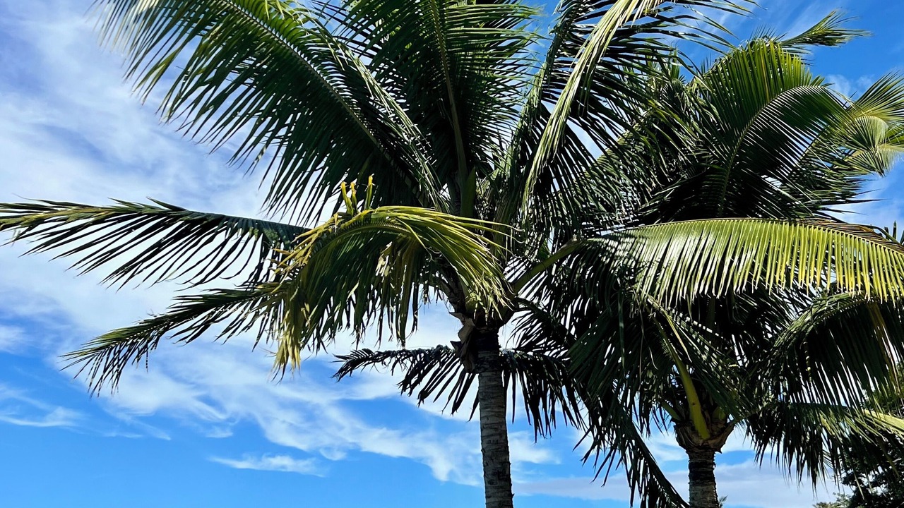 Photo of Others in Kahana