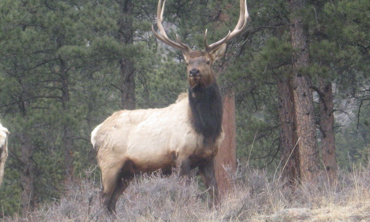 Photo of Others in Estes Park
