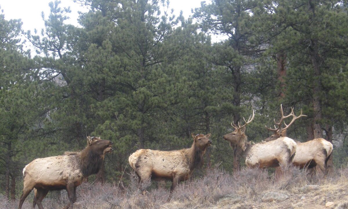 Photo of Others in Estes Park