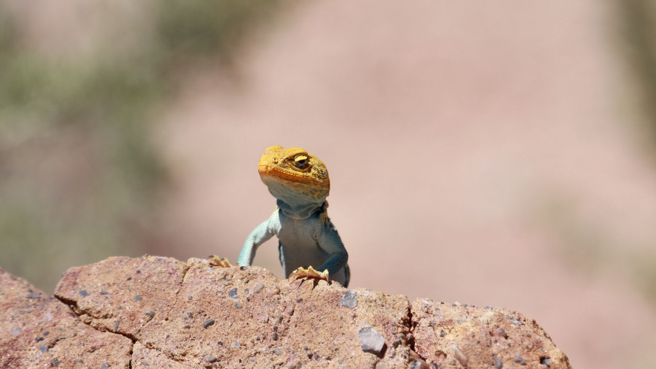 Photo of Others in Moab South Valley