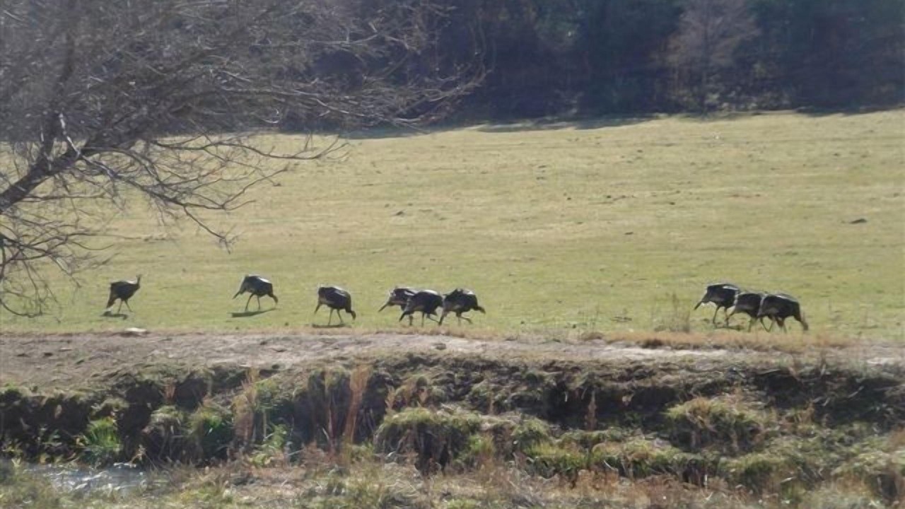 Photo of Others in Cloudcroft