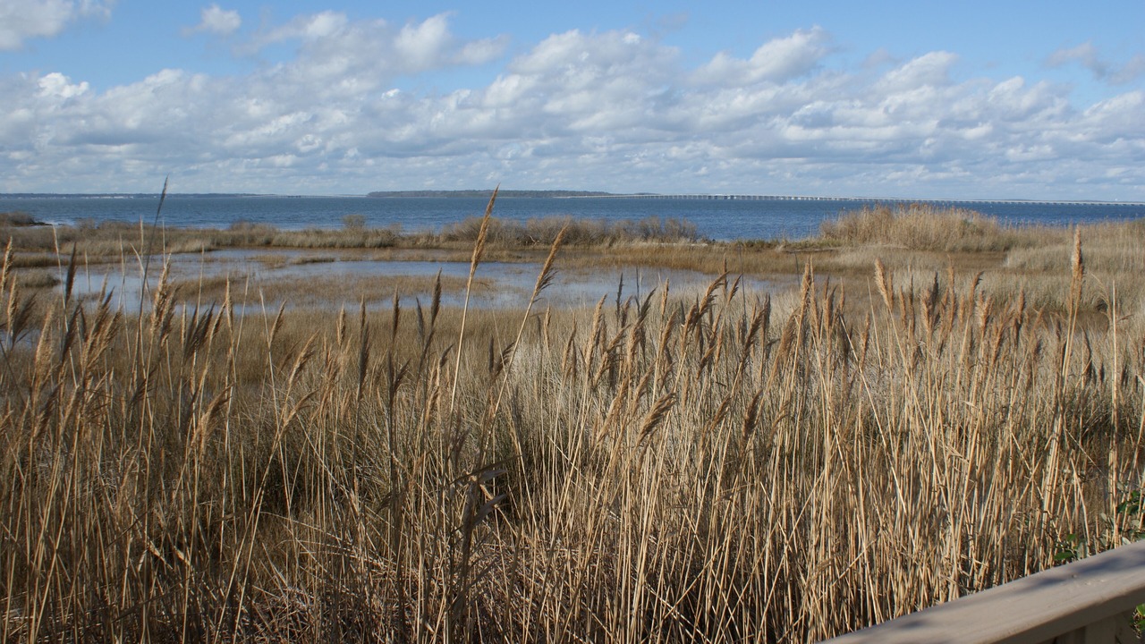 Photo of Others in Midtown Ocean City