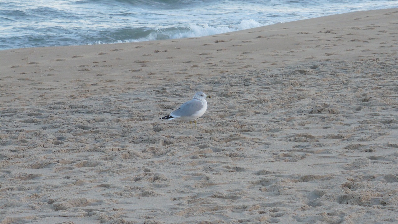 Photo of Others in Midtown Ocean City