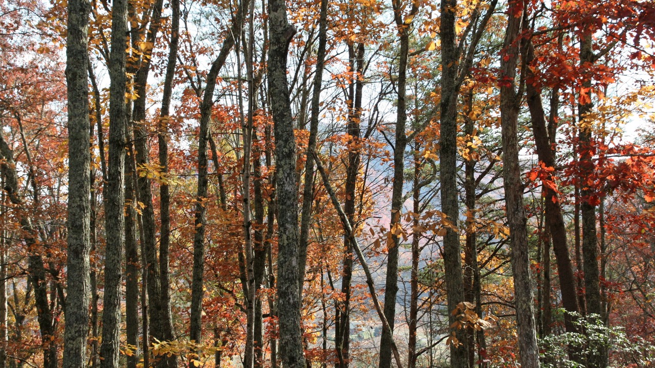 Photo of Outdoor in Wears Valley