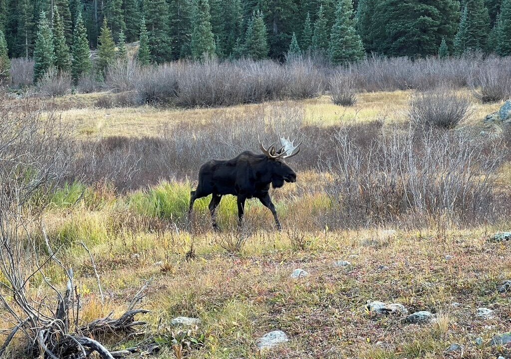 Photo of Others in Silverton
