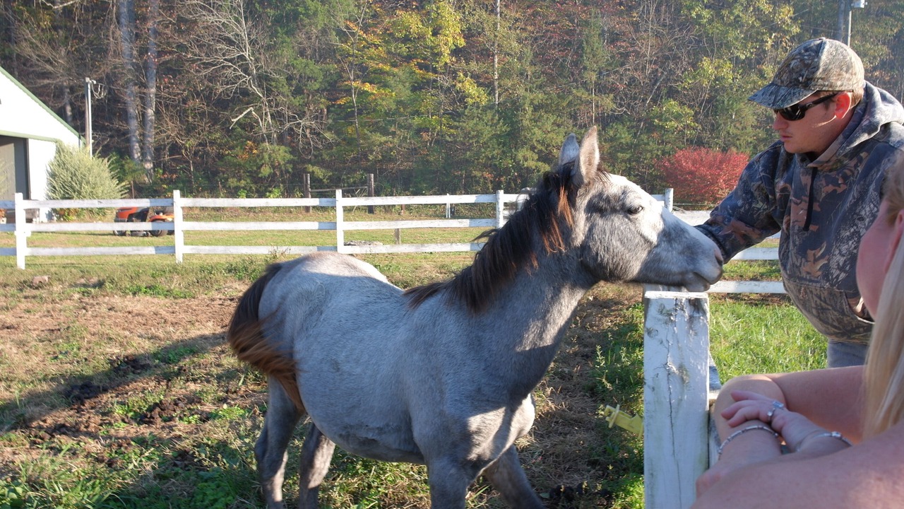 Photo of Others in Tellico Plains