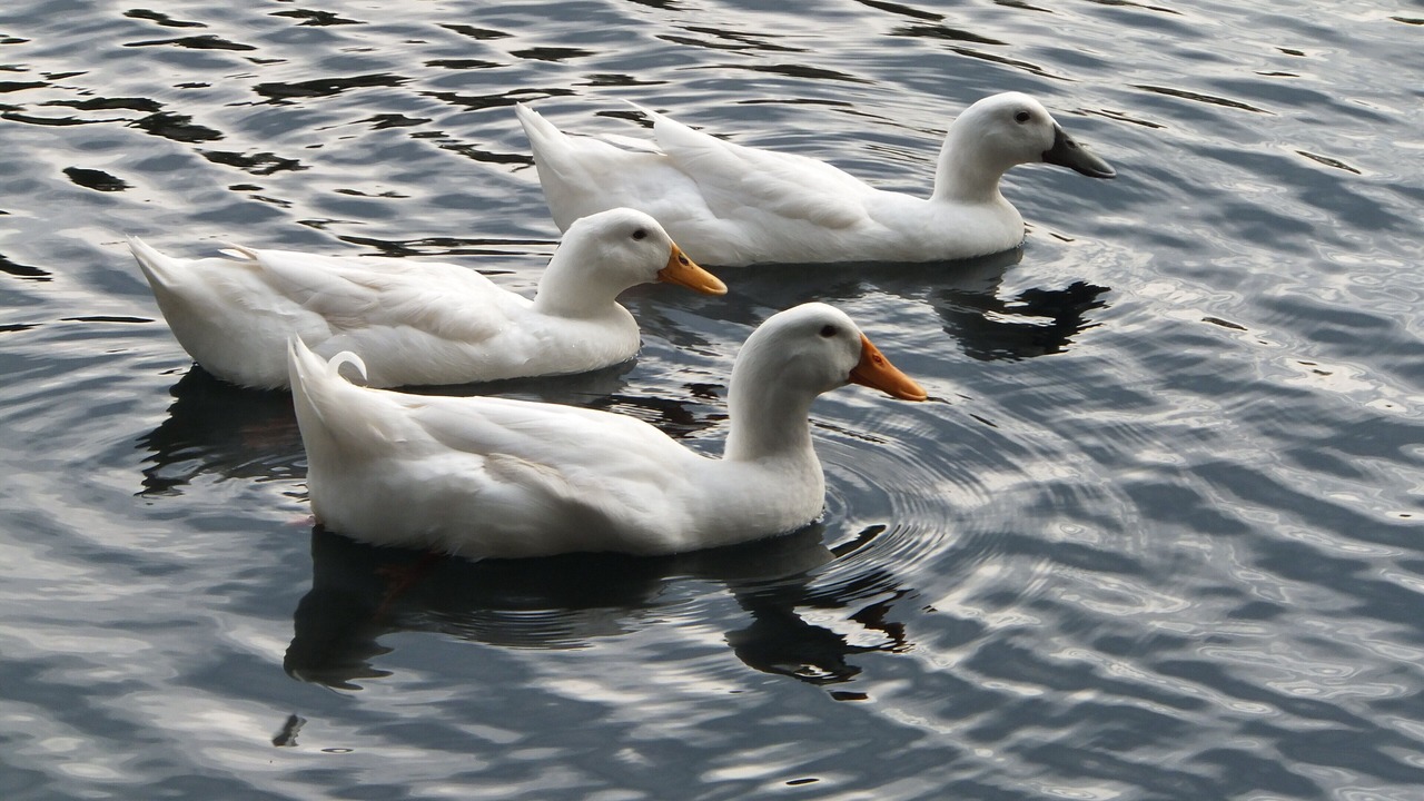 Photo of Others in Demere Park