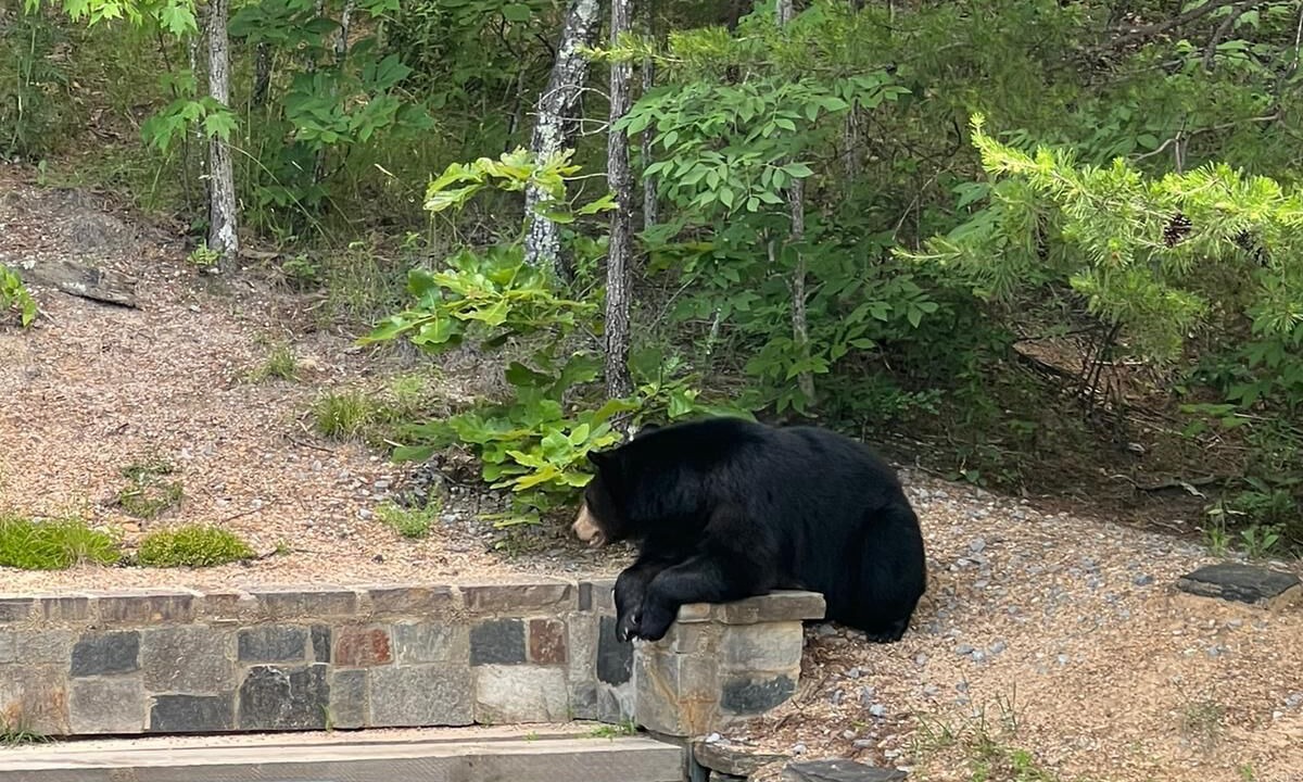 Photo of Others in Gatlinburg - Pigeon Forge