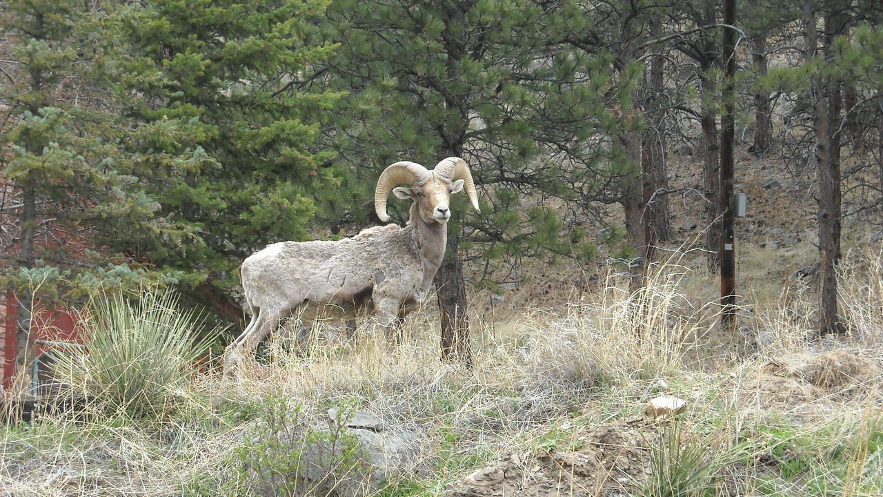 Photo of Others in Estes Park