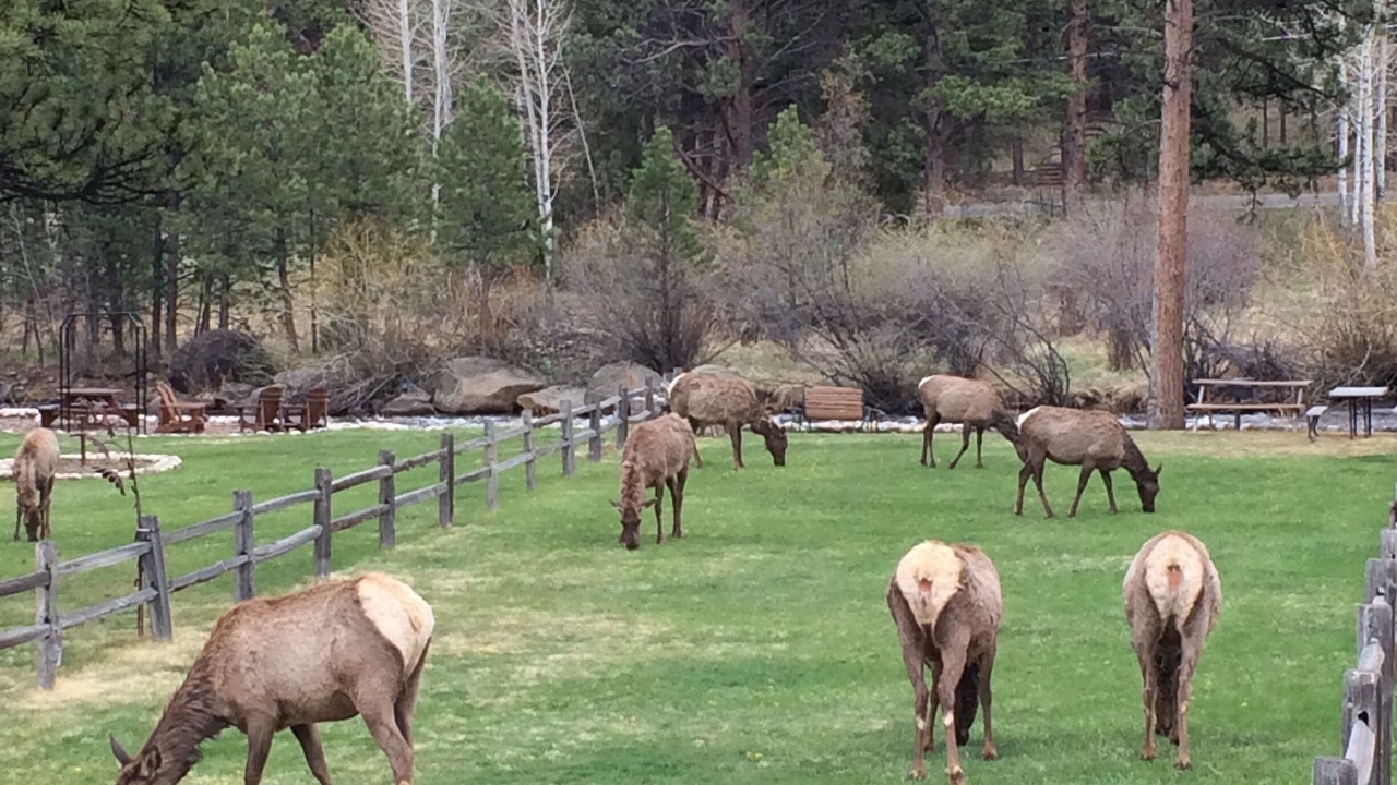 Photo of Outdoor in Estes Park