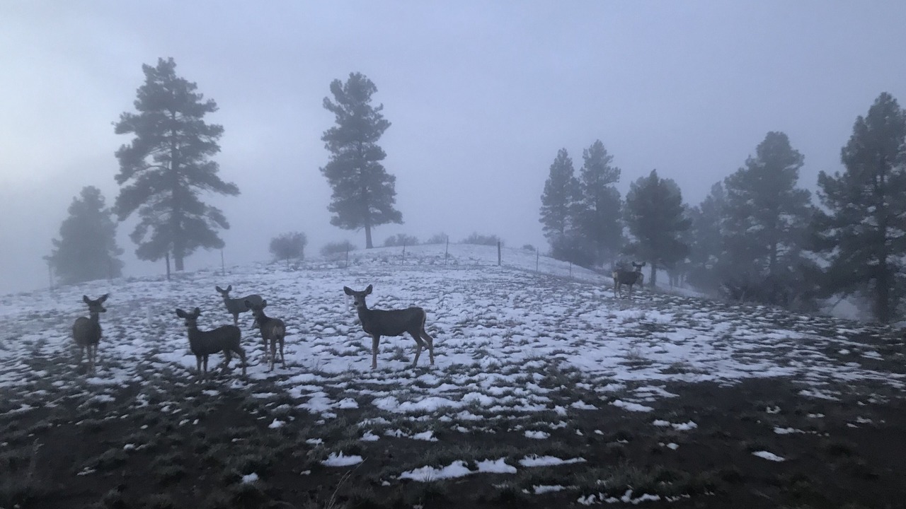 Photo of Others in Pagosa Springs