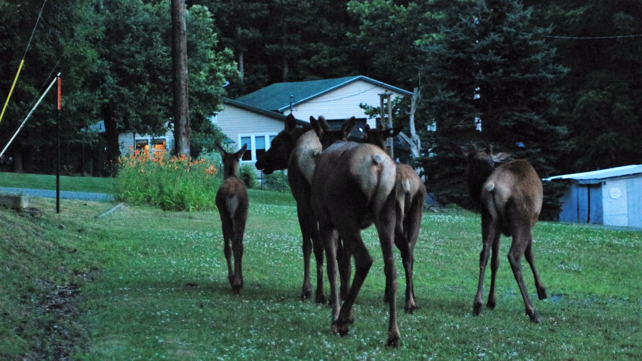 Photo of Others in Benezette