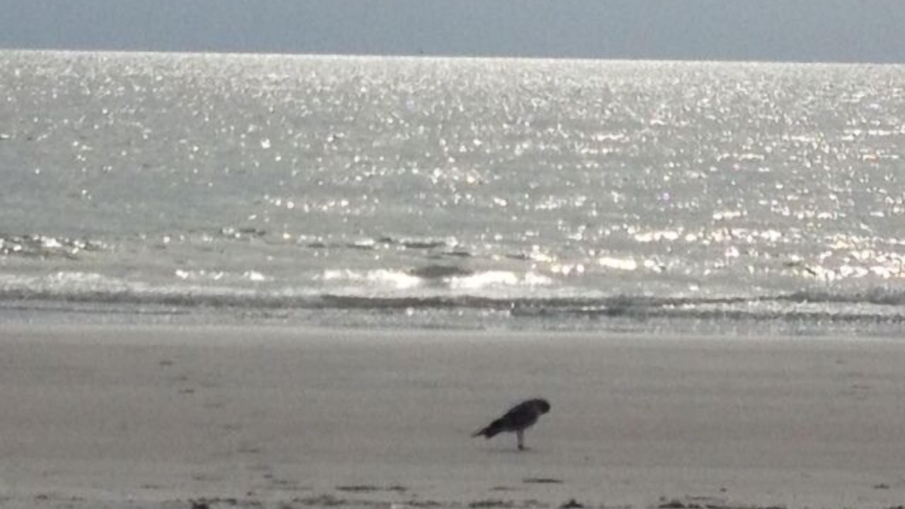 Photo of Others in Indian Shores