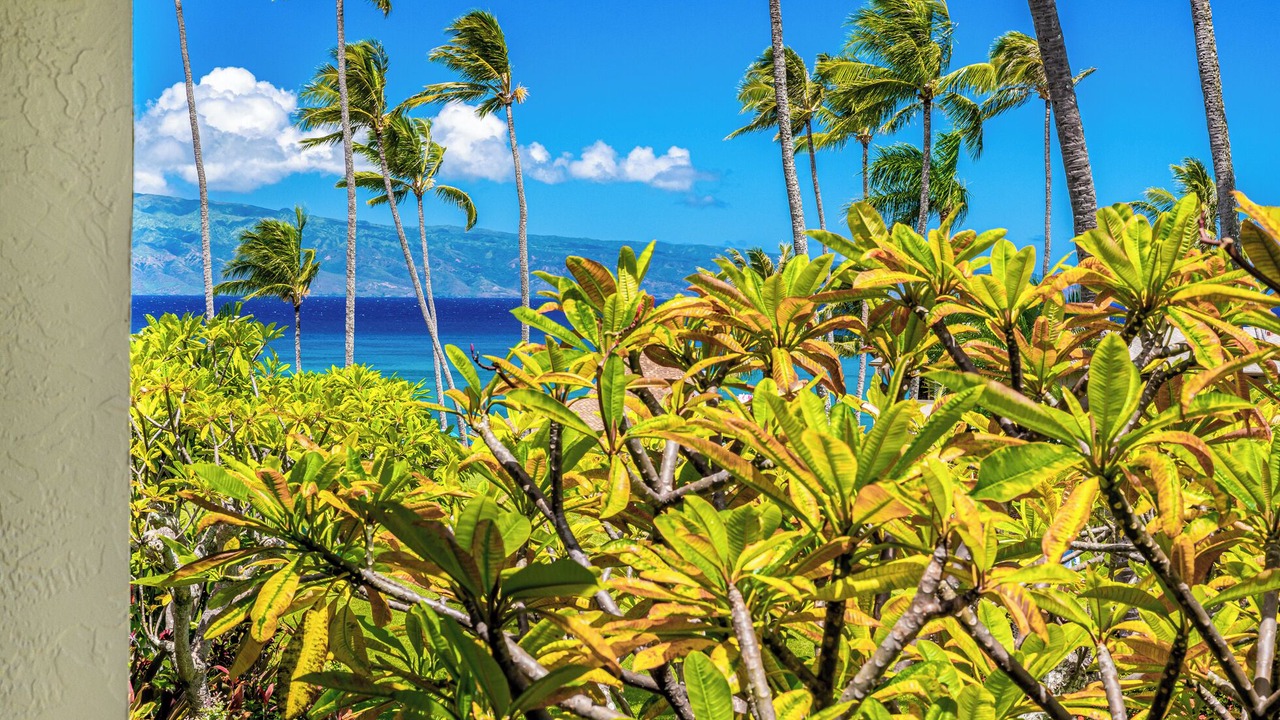 Photo of Others in Napili
