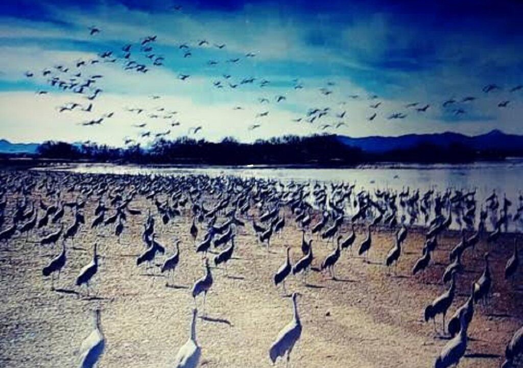 Photo of Others in Pearce