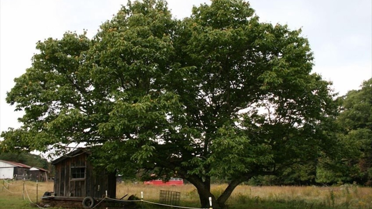 Photo of Outdoor in Hico