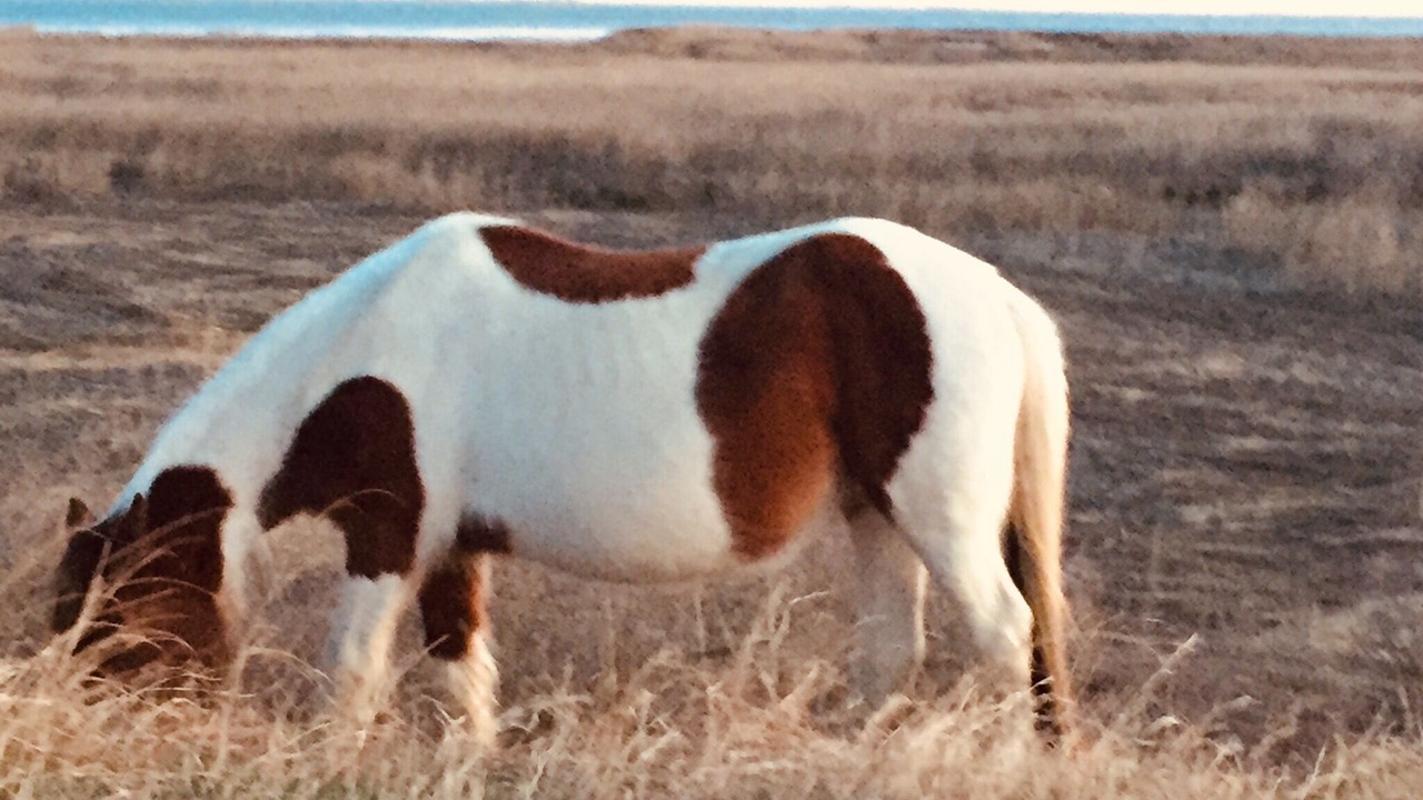Photo of Others in Piney Island