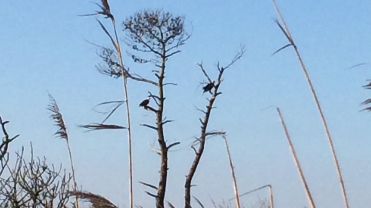 Photo of Others in Piney Island