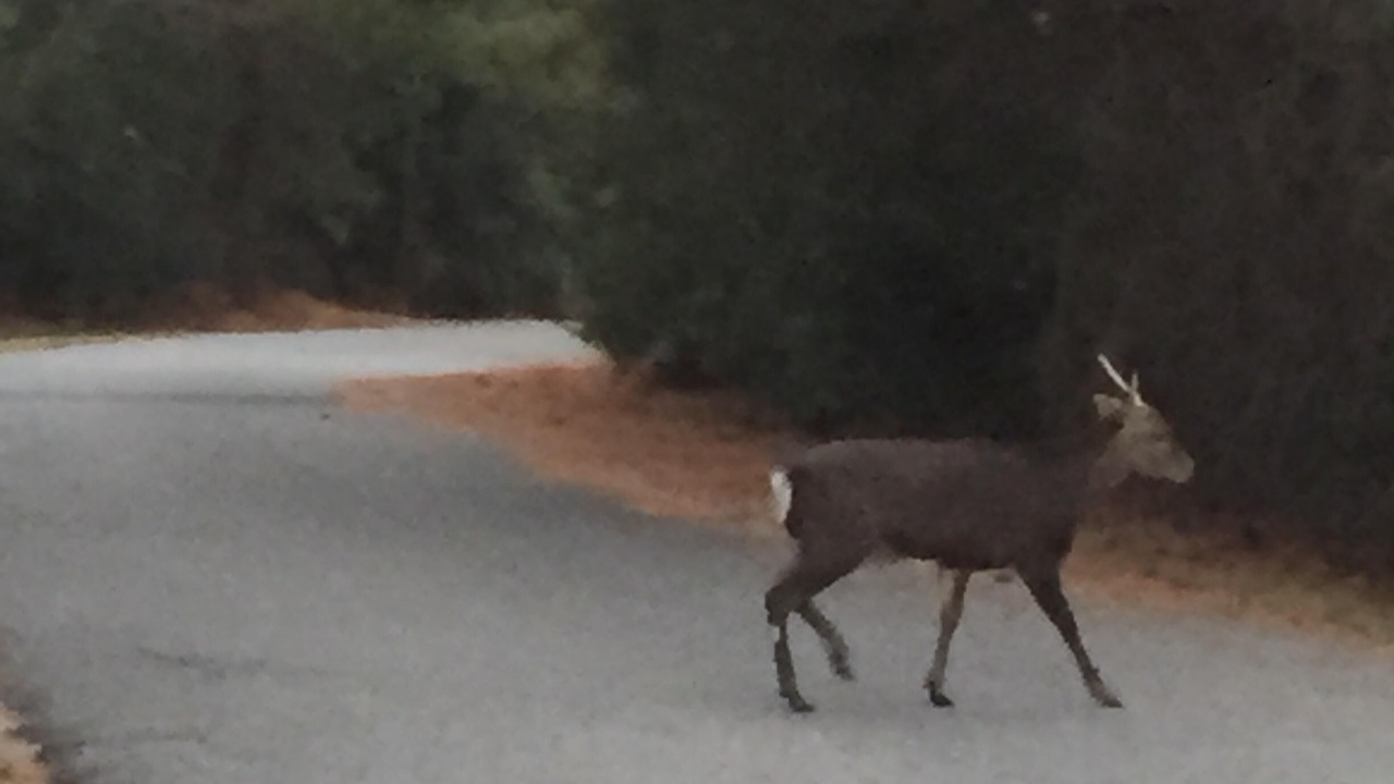 Photo of Others in Piney Island