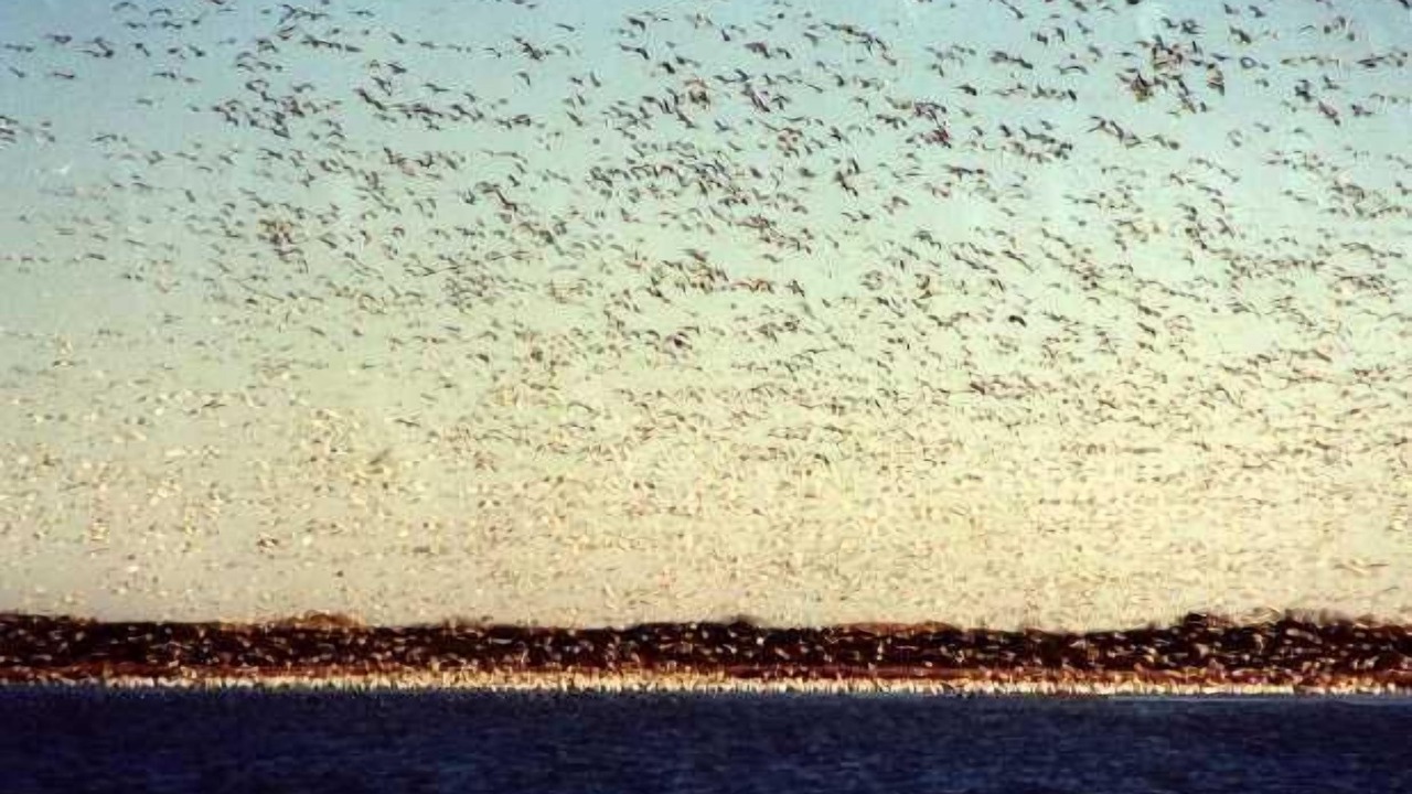 Photo of Others in Piney Island