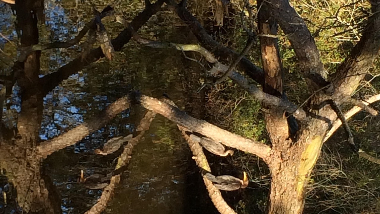 Photo of Outdoor in Piney Island