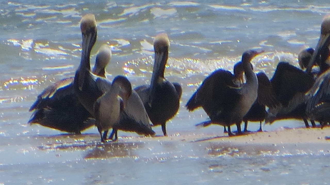 Photo of Others in Port St. Joe
