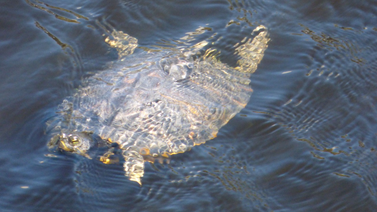 Photo of Others in Port St. Joe