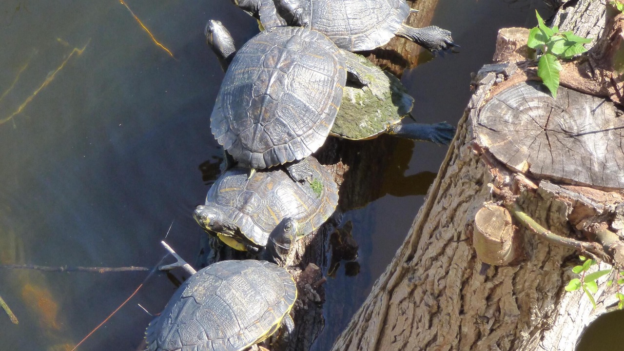 Photo of Others in Port St. Joe