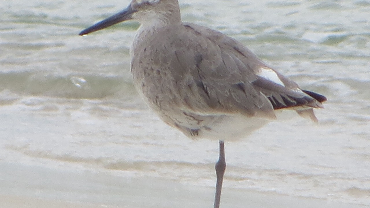 Photo of Others in Port St. Joe