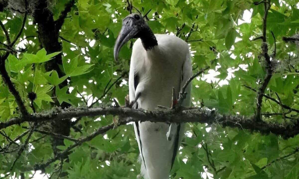 Photo of Others in Daufuskie Island