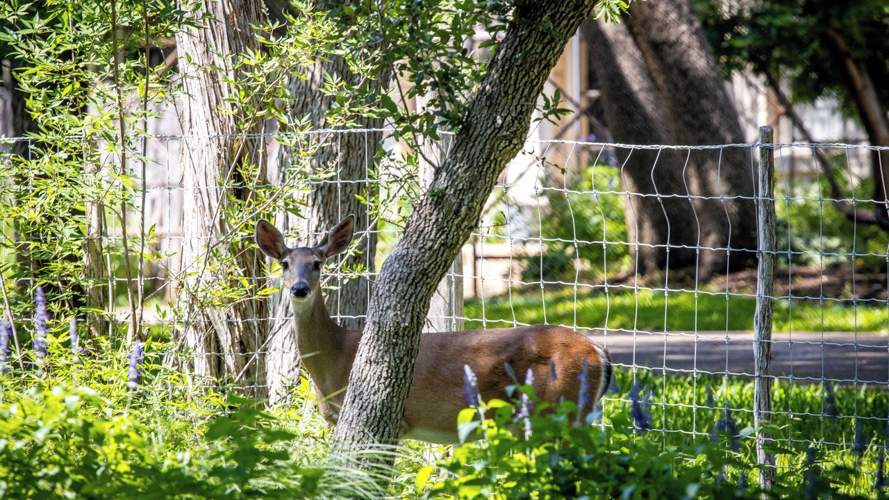 Photo of Others in New Braunfels