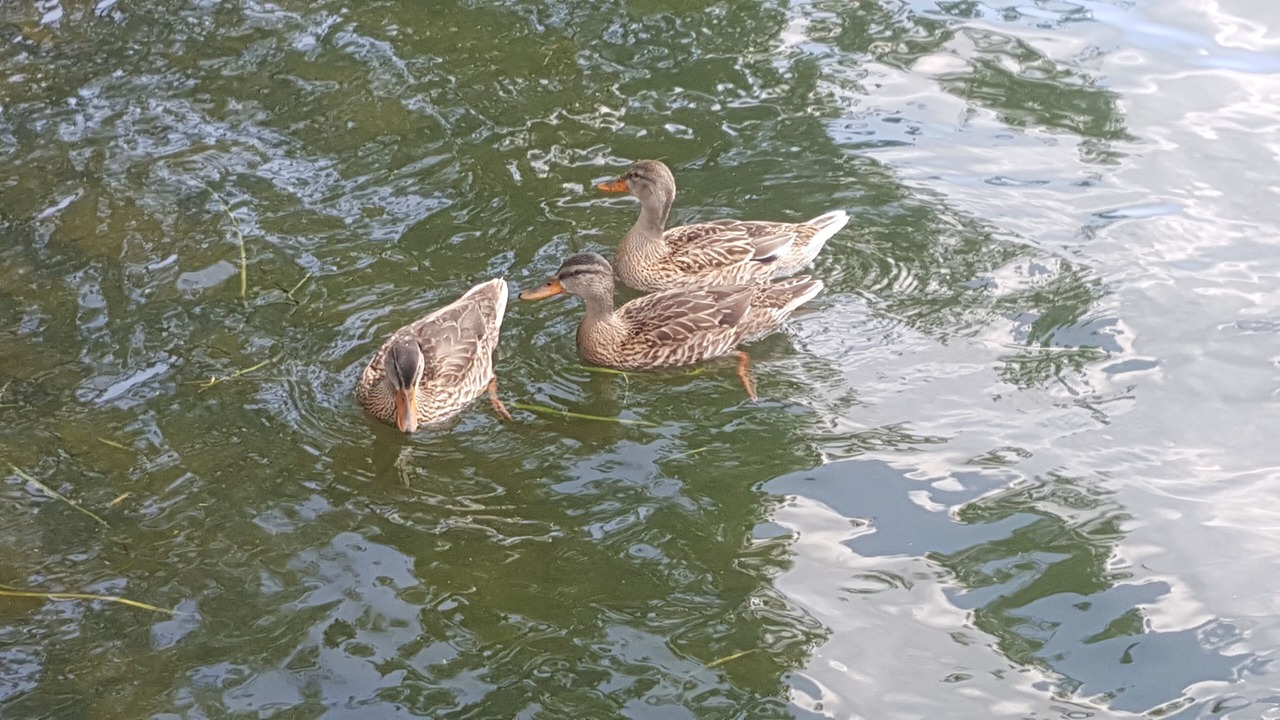 Photo of Outdoor in Town of Hastings