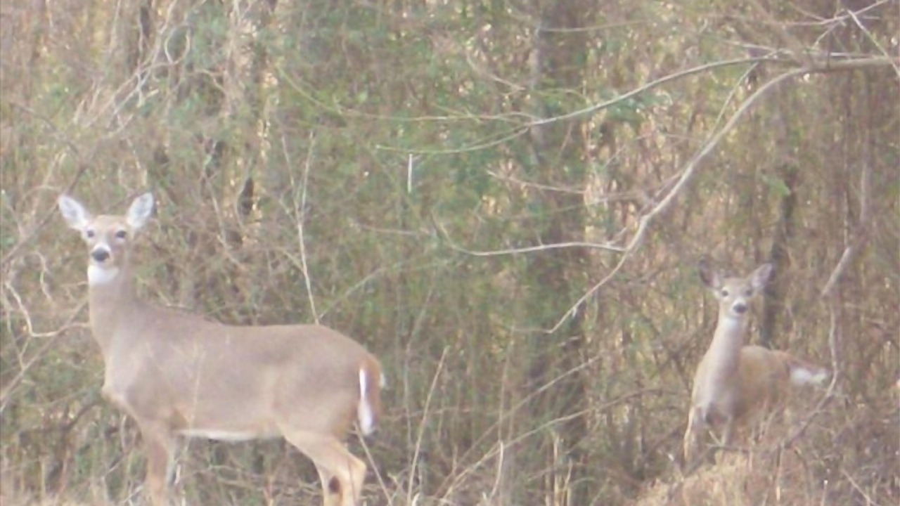 Photo of Others in Pulaski