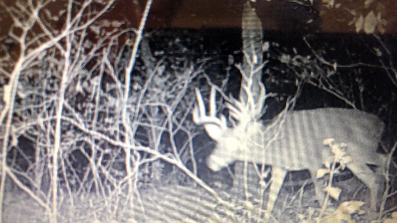 Photo of Outdoor in Kelso