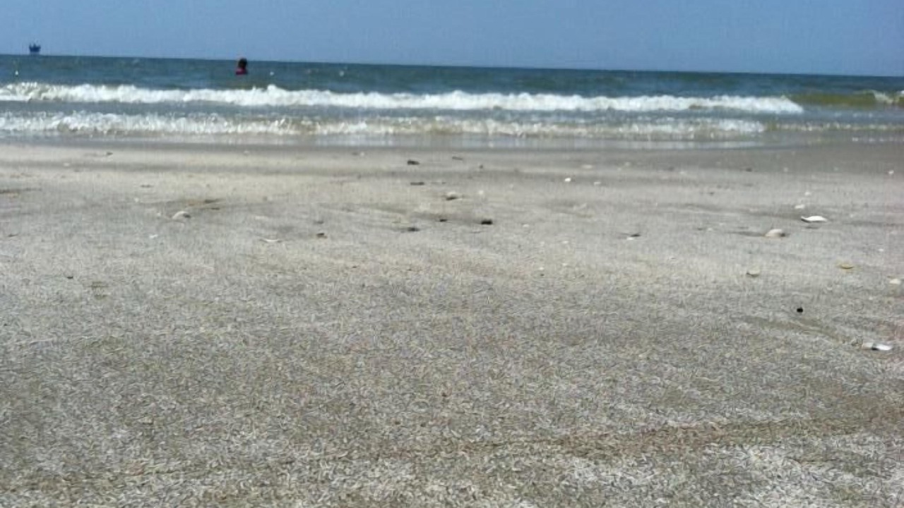 Photo of Others in Crystal Beach