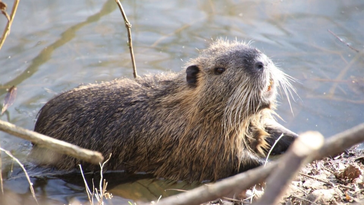 Photo of Others in Woodland Park