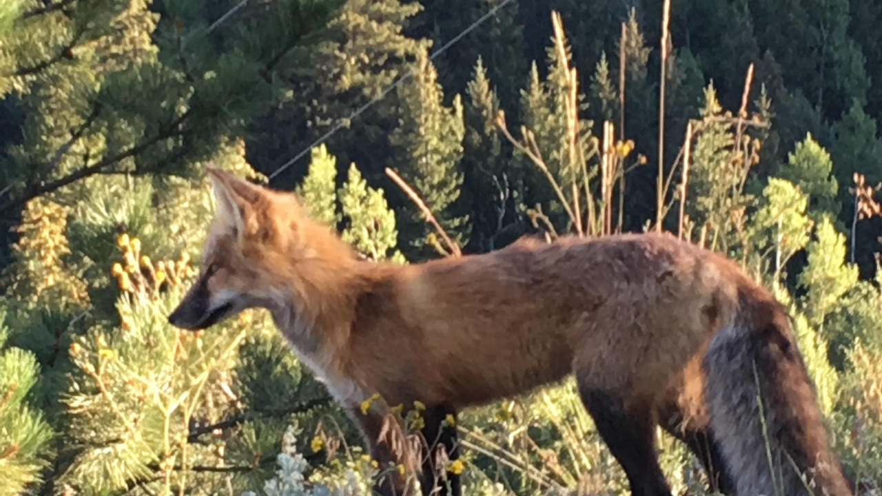 Photo of Others in Idaho Springs