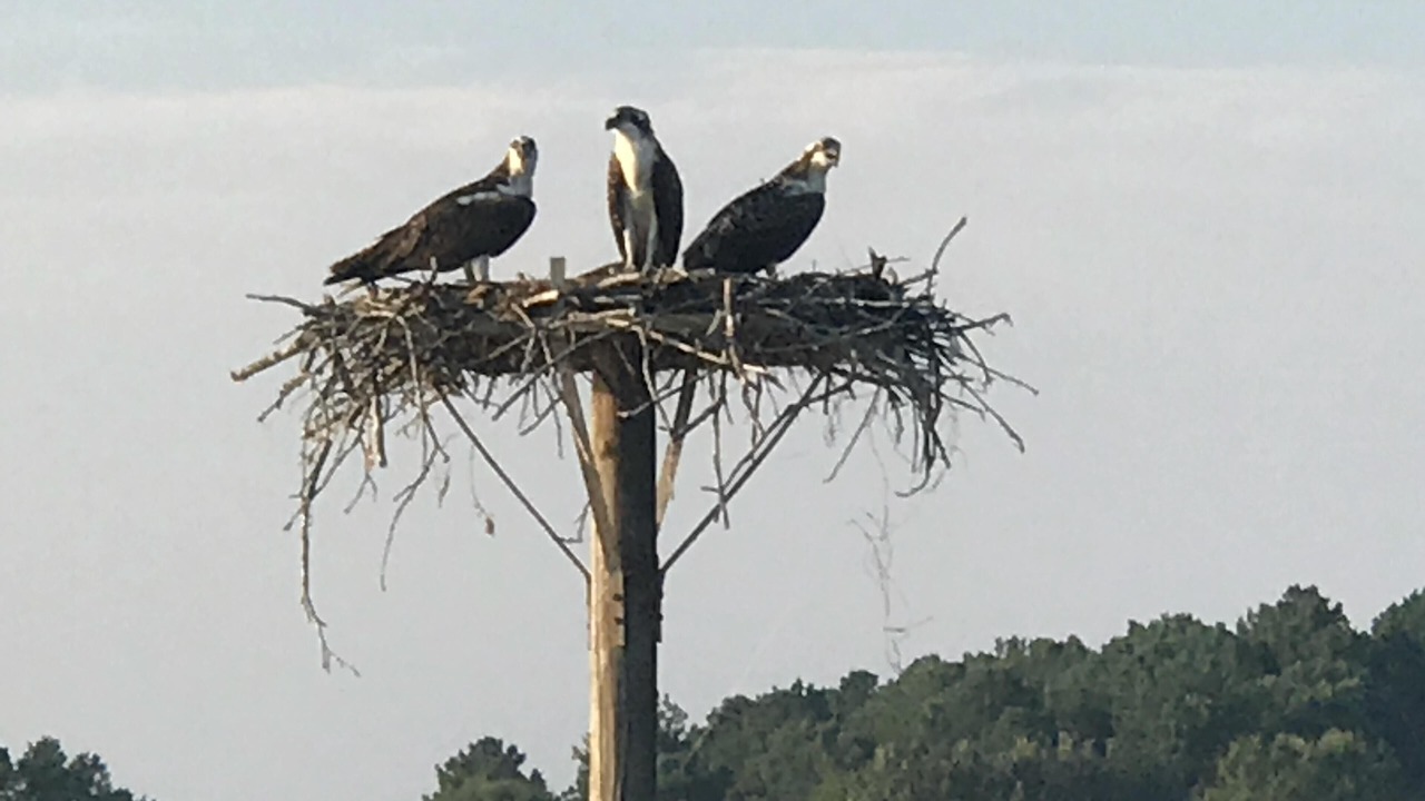 Photo of Others in Lake Oconee