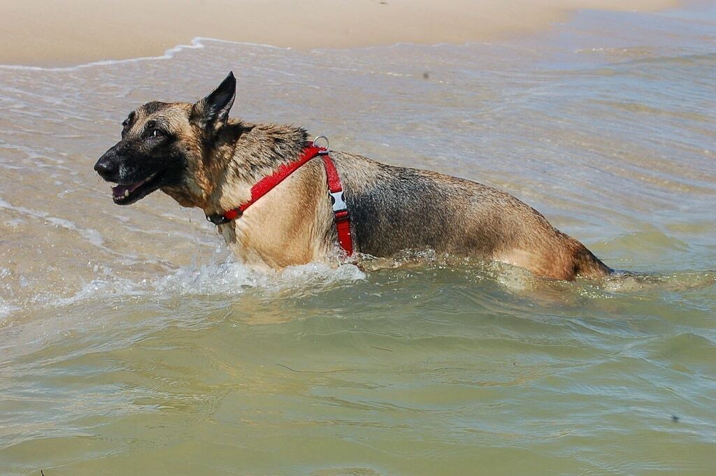 Photo of Others in St. George Island